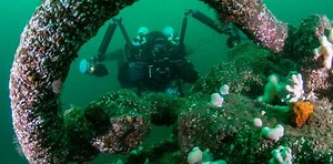 STUDY REVEALS HOW UK’S SHIPWRECKS ARE PROVIDING A REFUGE FOR MARINE LIFE