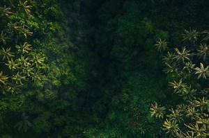 How leaders can tackle forest finance in 2026