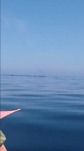 Kayaking With Giants: Unexpected Whale Encounter in Banderas Bay