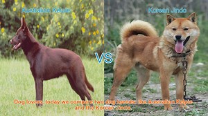 Australian Kelpie vs. Korean Jindo: A Breed Comparison