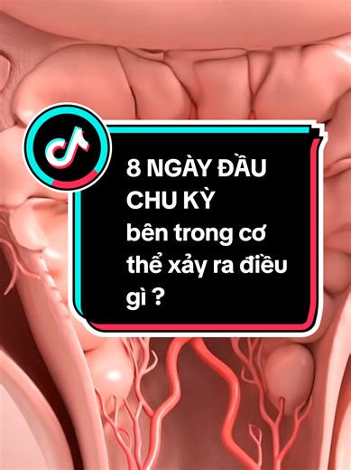 8 ngày đầu chu kỳ: Phụ nữ tái thiết cơ thể