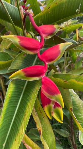 Tainá Guedes on Instagram: "In a world marked by wars, violence, and erasure, documenting processes is an act of resistance. It preserves memory, reveals complexity, and makes visible the invisible work of care and time. Documenting is not celebration — it is responsibility. It leaves traces, so the future knows we were here, trying to build something different. Gratitude to my family, friends, team, and supporters. Without you, I wouldn‘t find streghts to stand at the National Congress in Brazi