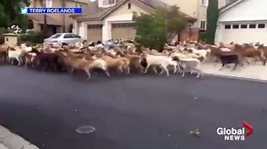 153K views · 431 reactions | A herd of nearly 200 goats couldn’t be held back after they broke through their electric fence enclosure and took over the East San Jose streets. Read more: https://globalnews.ca/news/6942605/goats-take-over-san-jose-streets/ | Global News | Facebook