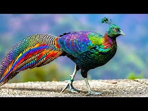 World's Most Beautiful Pheasants
