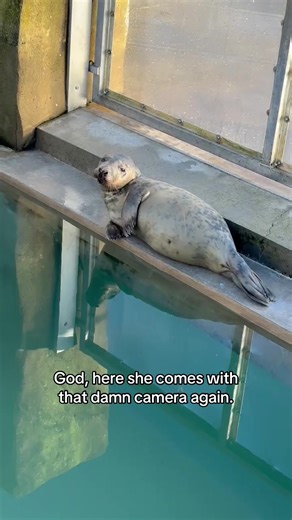 Adorable Seal Pups at the Sanctuary