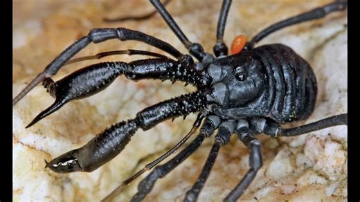 【转载】（英文字幕）陆地碾压螯：硬食性特化的奇葩盲蛛 Ischyropsalis hellwigii