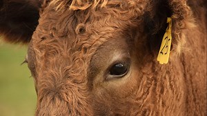 Mad cow disease confirmed in Florida beef cow, no threat to public