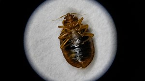 Orlando, 2 other Florida cities among the nation's top 50 cities with the most bed bugs: study