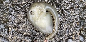 Viral: Alien-like creature found after heavy rain in Sydney