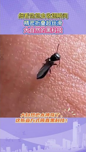 🐜细看隐翅虫收翅瞬间！精密折叠超丝滑，大自然的黑科技！# 大自然神奇瞬间 #隐翅虫收翅名场面 #昆虫黑科技
