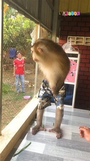 No One Can Stop Me, Mom!! Jason Tap Feet Signal Neighbor To Look At Him🥴 | Monkey Jason