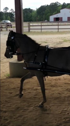 AMHR American Miniature Horse Show 2023 Williamston,North Carolina