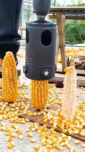 Shelling dried corn with a drill tool to make the job faster and easier #shorts