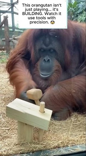 🔨 Orangutan Building a Structure with Tools #SuperCompetence #Orangutan #SmartAnimals #Ape #ToolUse
