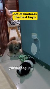 602K views · 15K reactions | The best kuya殺 #yukidapogi #followers #hoshii #dog #pet #petlover #doglover #StarsEverywhere | Yukidapogi & Hoshii Nally Madrigal | Facebook