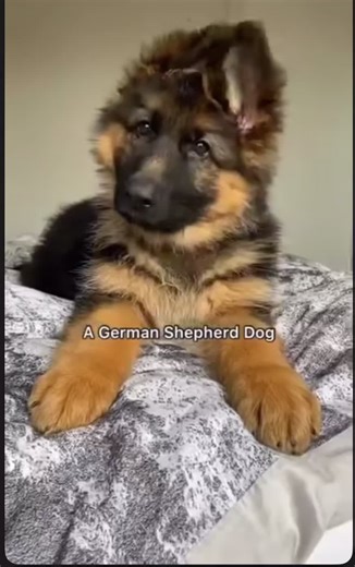 Pure joy in tiny paws 🐾 Our German Shepherd puppies are playful, healthy, and full of love. Follow our page for more adorable moments