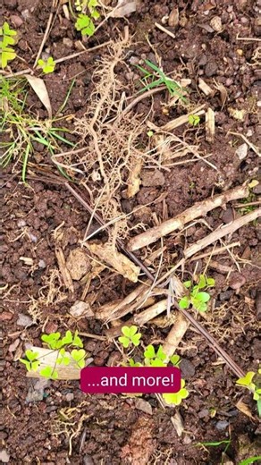 Bamboo survey UK #invasiveplants #bambooexperts