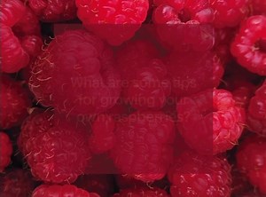 11 reactions | It’s Ask the Farmer Friday! 六‍ Are you growing your own raspberries? Then this one is for you! In today's video, Ahmad from OK Farms shares a great tip for making sure your raspberries grow properly. As always, if you have a question for one of our farmers, leave it in the comments below to be featured on a future edition of Ask the Farmer! | St. Jacobs Farmers Market | Facebook