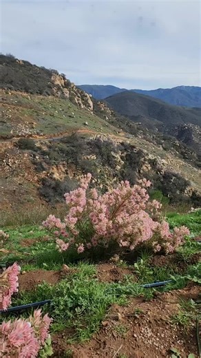 #serruria #nature #flowers ☺︎🌸