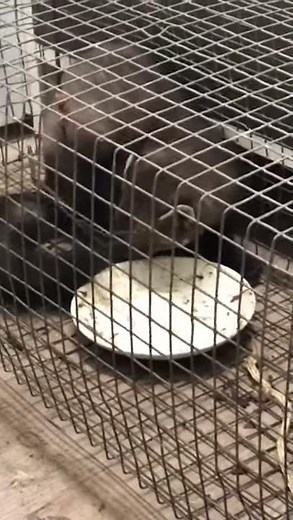 Marder in Lebendfalle