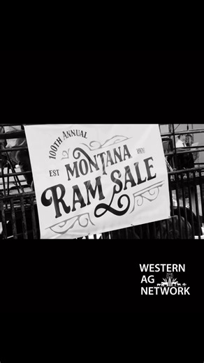 A great sale and celebration for the 100th Montana Ram and 12th Montana Ewe Sale in Miles City! Montana Wool Growers Association #sheep #rams #ewes #lamb #wool | Western Ag Network