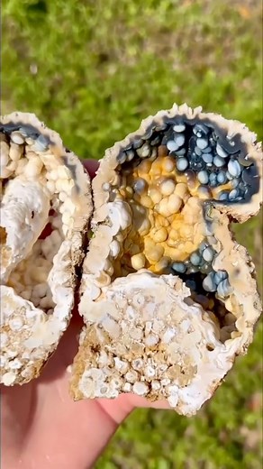 5.5K views · 128 reactions | I used to only dive only for fossilized coral, but thanks to @shrkco and collaborative hunting for fossils, I am now able to dig for it. Big things are coming soon; we have a pile that’s about 4 feet high just waiting to cut! | Dig Dive Discover | Facebook