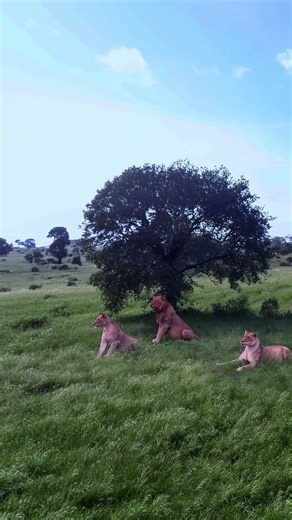 Wild Moment Warthog Disturbs The Rest Of A Lion Pride