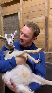 39K views · 1.4K reactions |  NEW ARRIVALS ON WATSON FARM!  We’ve got some very exciting new additions… THREE adorable baby goats!  At just 17 weeks old, they’re already stealing hearts (and maybe a few snacks too… ). Firstly Meet Kevin – named after the legendary troublemaker from Home Alone  because, well… he’s a little too good at causing mischief! Naughty but oh-so-lovable 殺 #GOAT | Russell Watson | Facebook