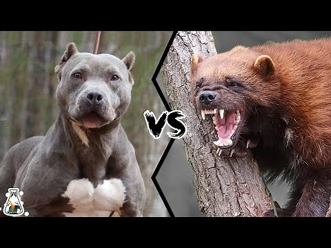 PITBULL VS WOLVERINE - What If They Would Fight?