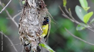 Olive-backed Sunbird feeding his nestling all day.