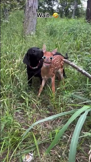 हिरण🦌 का सच्चा प्रेम 🐕 🤣 #oms_fans #funny #thetharpuns #aalupyajjoke #comedy