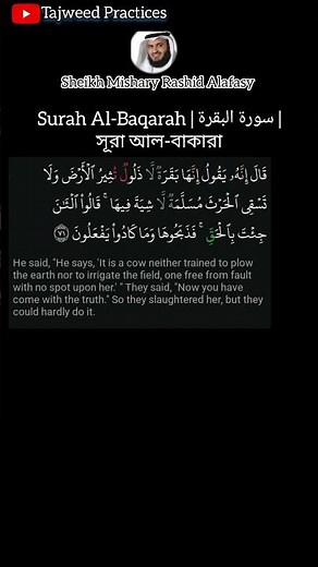 Surah Baqarah ayat 71 | Mishary Rashid Alafasy | سورة البقرة آية ٧١