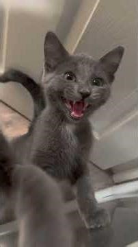 Grumpy kitten #cat #pets #cute #funny #fyp #kitten #funnycats #viral #viralvideo #kitten