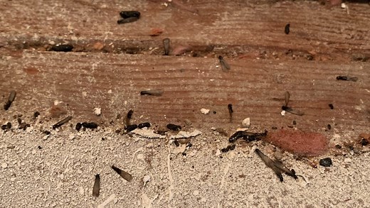 Termite inspection: How to know if you have termites & what to do about the problem