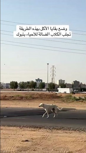 من أهم أسباب انتشار الكلاب الضالة في الاحياء #تبوك #تيماء #حقل #ضباء #نيوم #العلا #البدع #عرعر