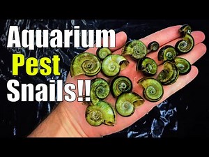 How To Remove Snails In Aquarium: Beginner Tutorial