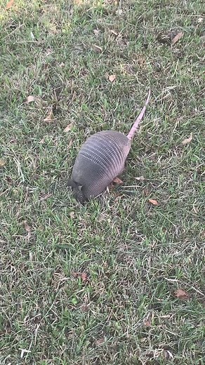 Chelseac2008 on TikTok