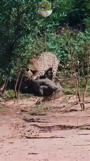 The crocodile hunting by the leopard shorts viral animals #animals