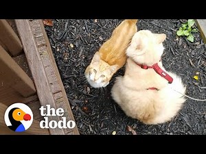 Cat Hates Everyone But His Mini Me | The Dodo Cat Crazy