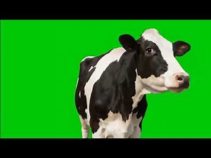 🐄 VFX Green Screen Cow – 2 Variations – FREE GREEN SCREEN