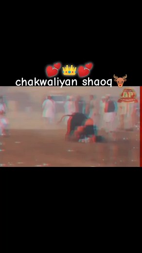 Cultural Event Featuring Traditional Bull Control