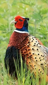 Calls of male Common Pheasant. He is so colorful. (sound on pls) credit:动物鸟世界 #China #野鳥 #birds #nature #Lookingchallenge | Lin hillside