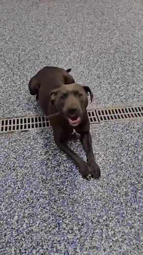 4.7K views · 100 reactions | Annie, another of our super sweet and...