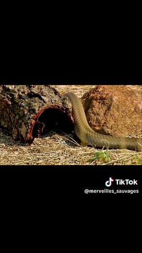 Mangouste vs Cobra : Bataille de Survivants en Nature