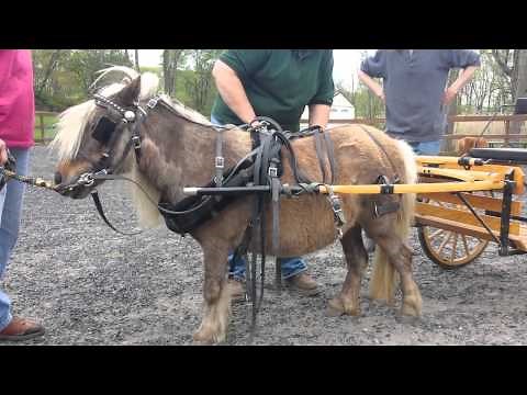 "Driving Charisma" - How To Harness and Drive a Pony or Miniature Horse