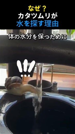 なぜ？カタツムリが水を探す理由