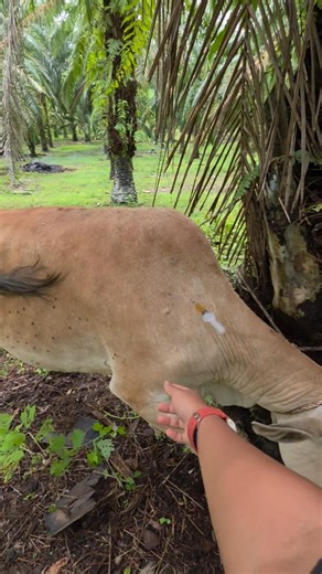 PENYUNTIKAN VITAMIN ADE PADA SAPI DARA