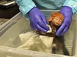 Rare Quý Báu monkey enjoys a bath after being born in captivity