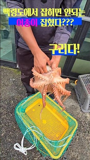 A new species of fish caught on Baengnyeong Island? #Baengnyeongdo, #BaengnyeongdoHaenyeoandsonwi...