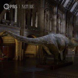 62K views · 1.5K reactions | Sir David Attenborough befriends a giant dinosaur, the Diplodocus. "Museum Alive with David Attenborough" is now streaming on the PBS app. | Nature | PBS | Facebook